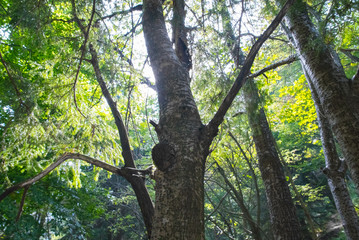 Wild woods landscape