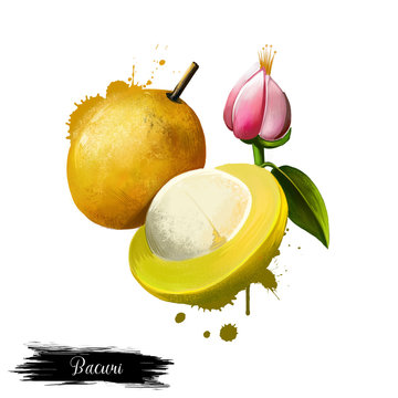 Amazonic traditional fruit bacuri. Platonia insignis