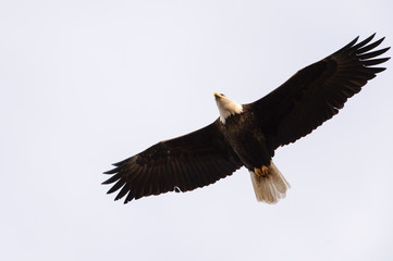 One Bald Eagle Overhead on Gray Sky