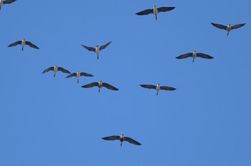 Ten Canada Geese Overhead