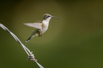Isolated warm hummingbird in flight over barbed wire with green bokeh background