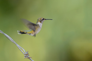 Isolated hummingbird in flight over barbed wire with green bokeh background