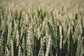 Close up of green wheat still growing Vintage Retro Filter.