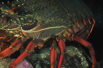 Closeup detail of large packhorse lobster Jasus verreauxi.