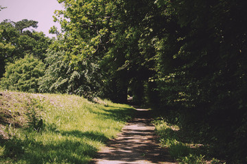 Fototapeta na wymiar Footpath going through the trees and grass Vintage Retro Filter.