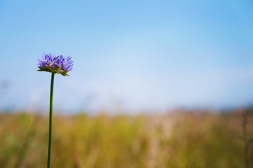 Obraz na płótnie Canvas Beautiful purple meadow flower on blurred sky background