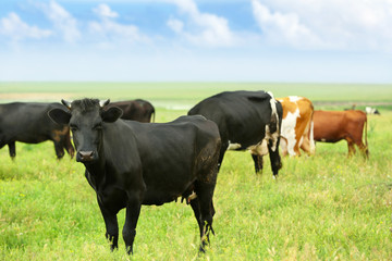 Cows on the meadow