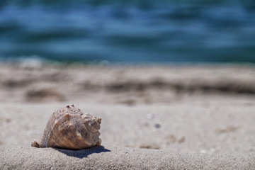 Beautiful seashell on blurred seashore background