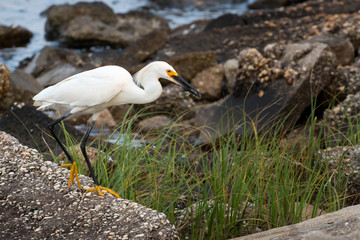 A white egret eating fish along the seashore.