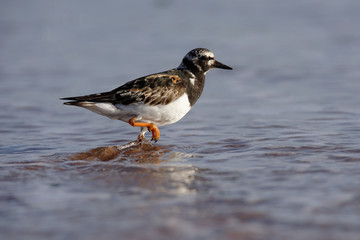 Ruddy Turnstone, Turnstone , Arenaria interpres