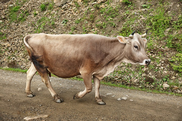 Cow on mountain road