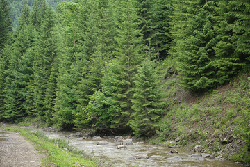 Road in mountain forest
