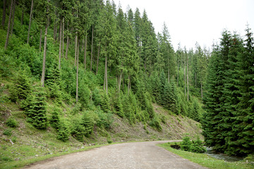 Fototapeta na wymiar Road in mountain forest