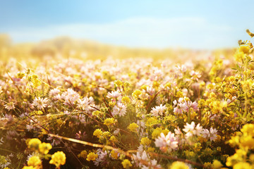 Obraz premium Wildflowers on field