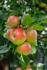 Several red-green apples on a branch surrounded by green leaves.