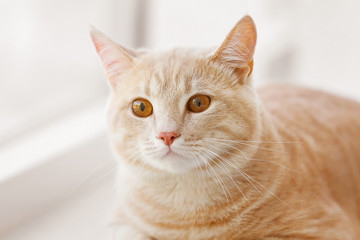 Fototapeta premium Śliczny kot na parapecie