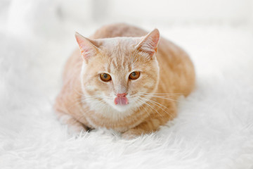 Obraz na płótnie Canvas Cute cat on fluffy carpet