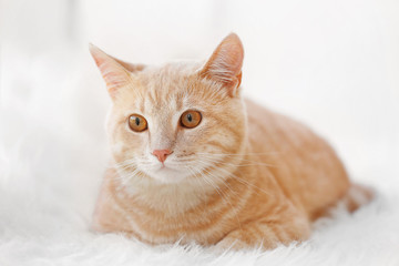 Fototapeta na wymiar Cute cat on fluffy carpet