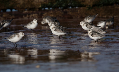Sanderling, Calidris alba