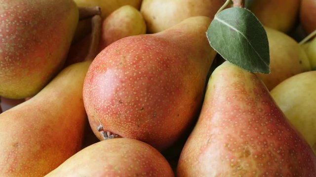 Healthy common European pear pile fresh fruit on plate slow tilt 4K 2160p 30fps UltraHD footage - Tilting on Rosaceae Pyrus family organic food background 3840X2160 UHD video 