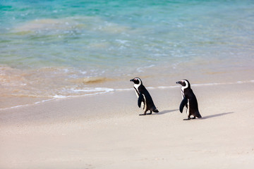 African Penguins