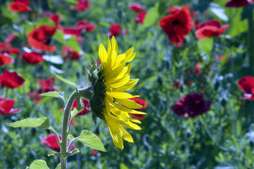 Common sunflower