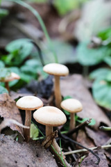 Mushrooms growing among grass and leaves in the forest.