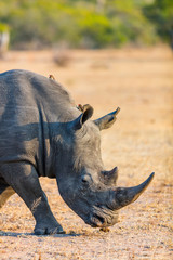 Obraz premium White rhino in safari park