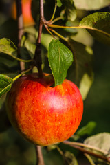 Red apples in the rays of the setting sun grow on a tree.