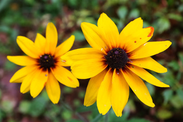 Yellow flowers similar to daisies grow in the garden.