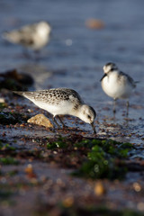 Sanderling, Calidris alba