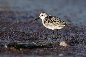 Sanderling, Calidris alba