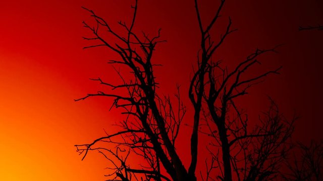 Silhouette old dry dead tree against the backdrop of blood red sky. Timelapse video