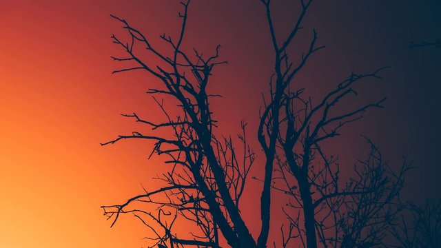 Silhouette old dry dead tree colorful sky in the background.