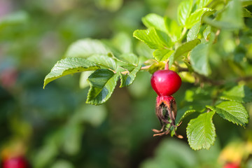 Ripe rose hips growing on a branch in the garden.