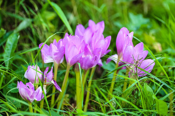 Fototapeta premium Flowers crocuses grow among the grass in the garden.