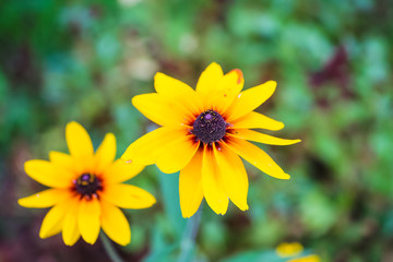 Yellow flowers similar to daisies grow in the garden.