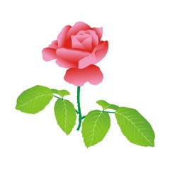 Illustration drawn by a single red rose isolated on a white background