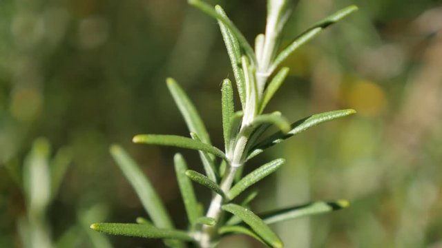 Rosemary herb needles in the garden shallow DOF 4K 2160p 30fps UltraHD footage - Green Rosmarinus officinalis tasty and healthy spice close-up 3840X2160 UHD video 