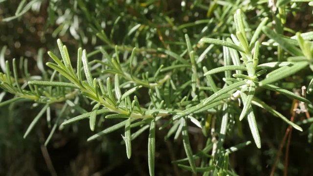 Young herbal Rosemary plant needles in the garden shallow DOF 4K 2160p 30fps UltraHD footage - Green Rosmarinus officinalis tasty and healthy spice close-up 3840X2160 UHD video 