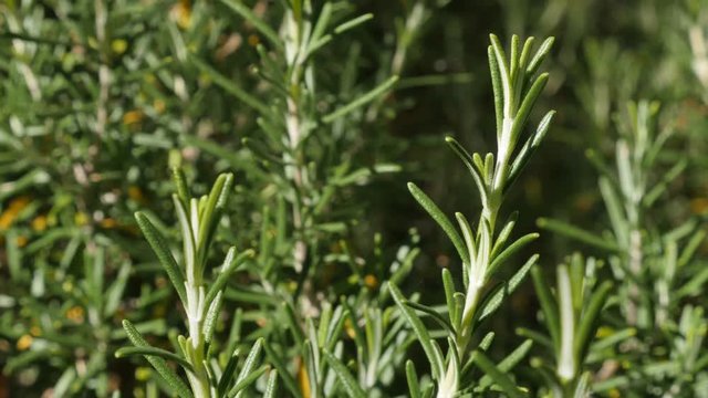 Rosemary plant needles in the garden shallow DOF 4K 2160p 30fps UltraHD footage - Green Rosmarinus officinalis tasty and healthy herbal spice close-up 3840X2160 UHD video 