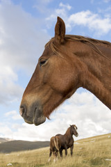 Brown horses under a cloudy sky