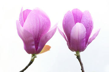 magnolia flowers isolated on white