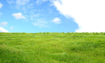Fototapeta na wymiar Green field and blue sky with light clouds, soft focus