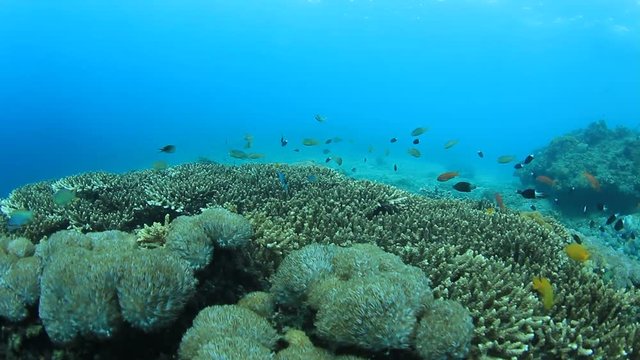 Coral reef underwater. Tropical fish in ocean.