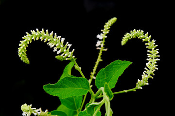 Butterfly bush white flower isolated on black background