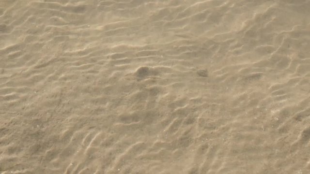 Pagurus bernhardus organism in shallow ocean water moving fast 4K 2160p 30fps UltraHD footage - Common marine hermit soldier crab in the shell 3840X2160 UHD video 
