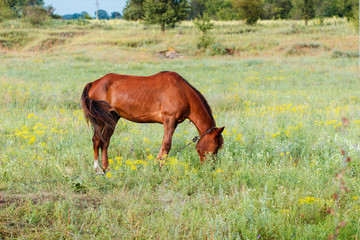 Fototapeta premium Brown horse eating grass on the field