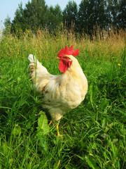 White rooster walking on a green meadow
