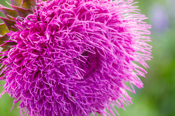 close-up of a thistle flower in bloom in the field. Backlight. Shallow depth of field. Milk Thistle plant (Silybum marianum) herbal remedy. Scotch thistle, Cardus marianus, Blessed milk thistle